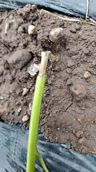 조용익(조용이세상)님의 고추 · 병해충상담 작성글 사진