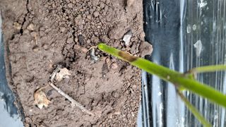 조용익(조용이세상)님의 고추 · 병해충상담 작성글 사진