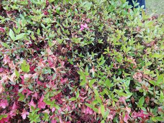 유병욱님의 기타작물 · 병해충상담 작성글 사진