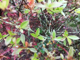 유병욱님의 기타작물 · 병해충상담 작성글 사진