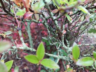 유병욱님의 기타작물 · 병해충상담 작성글 사진