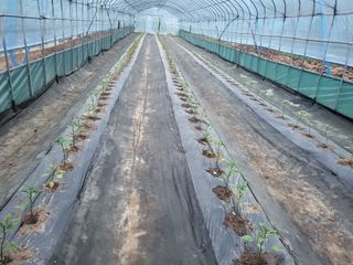 행운농부님의 농사, 무엇이든 물어보세요! · 참여글 작성글 사진