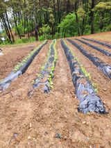 팜모닝 고구마·자유게시판 게시글 이미지