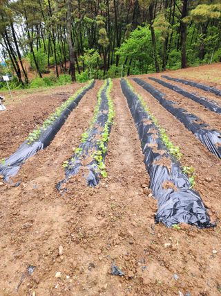 옥수수14789님의 고구마 · 자유게시판 작성글 사진