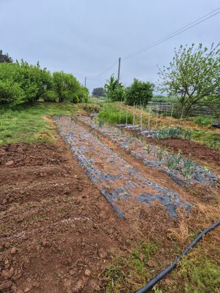 송하영님의 5월 내 작물 자랑하기 · 참여글 작성글 사진