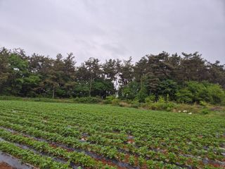 송하영님의 5월 내 작물 자랑하기 · 참여글 작성글 사진