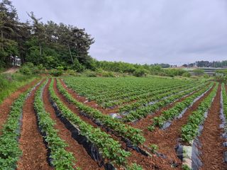 송하영님의 5월 내 작물 자랑하기 · 참여글 작성글 사진