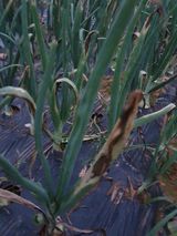 팜모닝 5월 내 작물 자랑하기·참여글 게시글 이미지