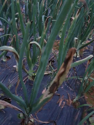 고사리9794님의 5월 내 작물 자랑하기 · 참여글 작성글 사진