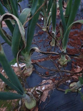 고사리9794님의 5월 내 작물 자랑하기 · 참여글 작성글 사진