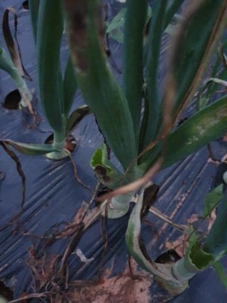 고사리9794님의 5월 내 작물 자랑하기 · 참여글 작성글 사진