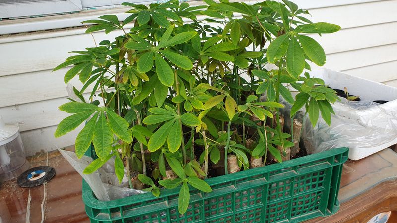 장터 상품 [카사바 삽목모종 (마감)] 썸네일