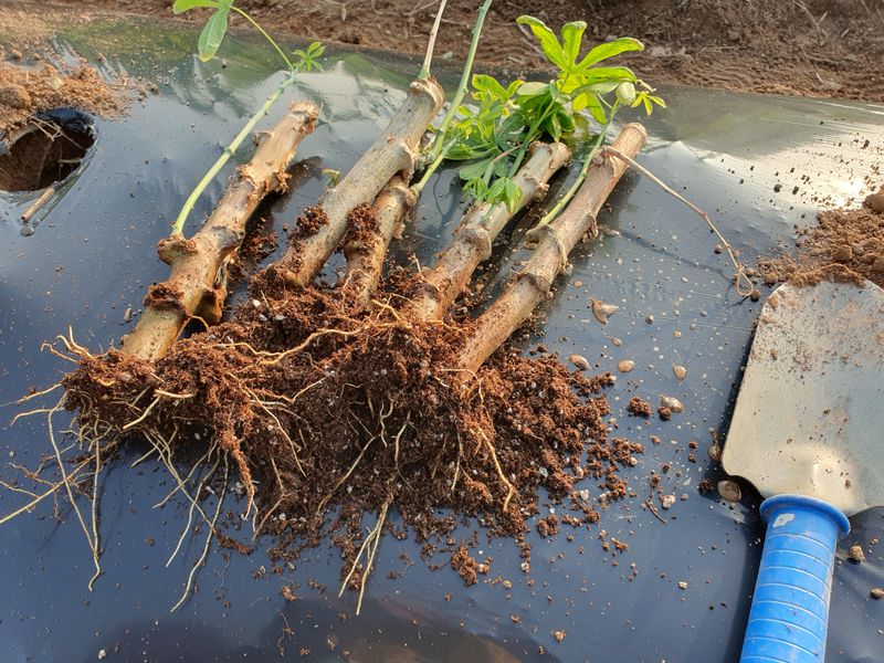 송죽암님의 장터 판매 상품 [카사바 삽목모종 (마감)] 첨부 사진