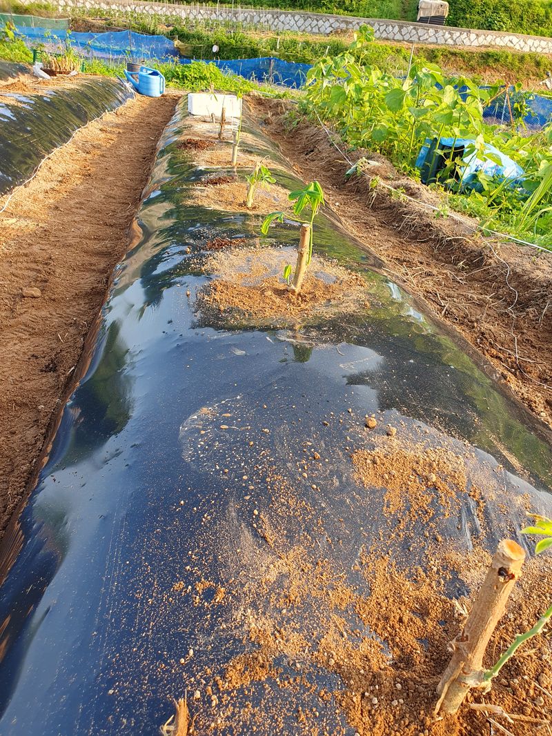 송죽암님의 장터 판매 상품 [카사바 삽목모종 (마감)] 첨부 사진