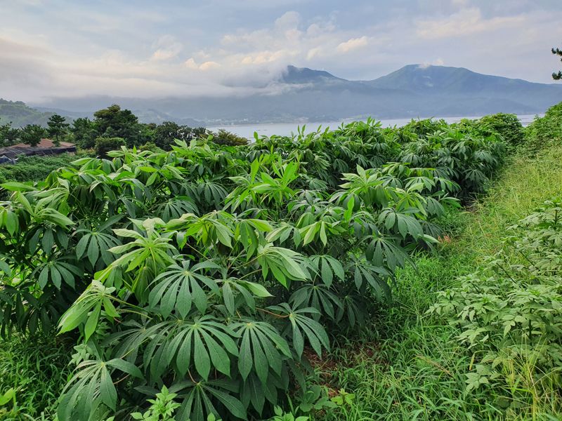 송죽암님의 장터 판매 상품 [카사바 삽목모종 (마감)] 첨부 사진