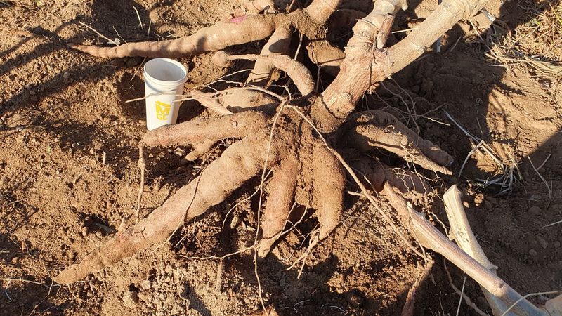 송죽암님의 장터 판매 상품 [카사바 삽목모종 (마감)] 첨부 사진