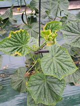 팜모닝 오이·병해충상담 게시글 이미지