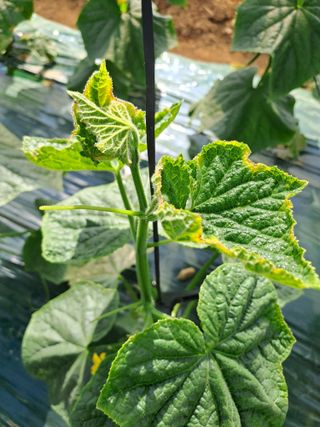 거산농장님의 오이 · 병해충상담 작성글 사진