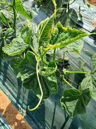 거산농장님의 오이 · 병해충상담 작성글 사진