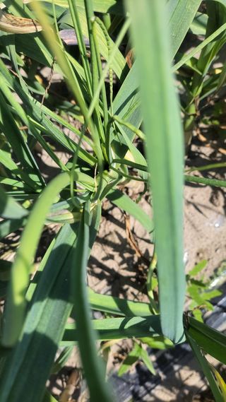 농사꾼 단비님의 자유주제 · 자유게시판 작성글 사진