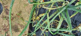 김순호님의 양파 · 병해충상담 작성글 사진