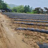 팜모닝 고추·영농일지 게시글 이미지