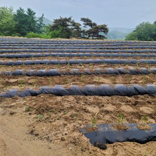 오원학님의 고추 · 영농일지 작성글 사진