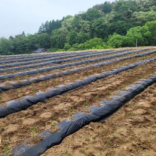 오원학님의 고추 · 영농일지 작성글 사진