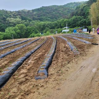 오원학님의 고추 · 영농일지 작성글 사진