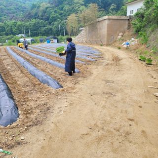 오원학님의 고추 · 영농일지 작성글 사진