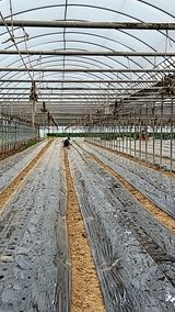 팜모닝 팜모닝·출석 게시글 이미지