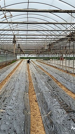 미니 밤 단호박농가님의 팜모닝 · 출석 작성글 사진