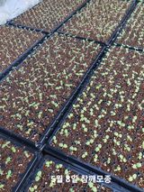 팜모닝 참깨·병해충상담 게시글 이미지