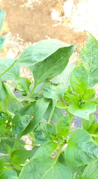 이상협님의 고추 · 병해충상담 작성글 사진