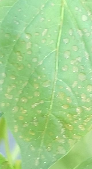 이상협님의 고추 · 병해충상담 작성글 사진