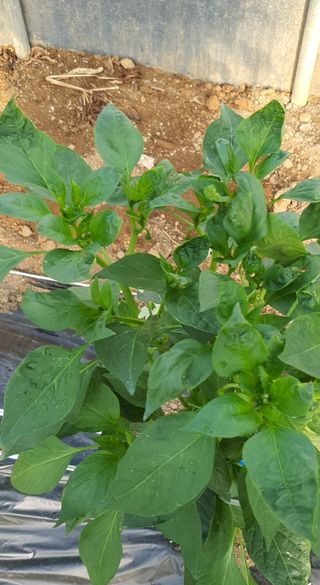 이상협님의 고추 · 병해충상담 작성글 사진