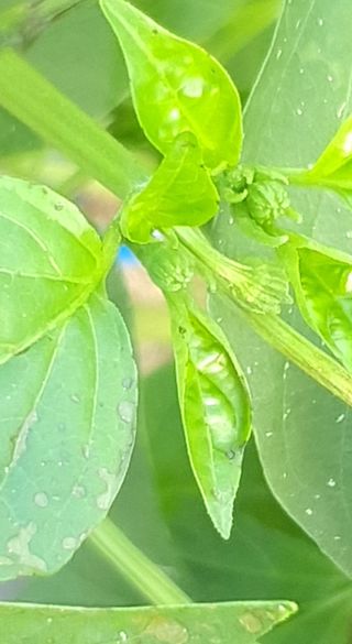 이상협님의 고추 · 병해충상담 작성글 사진