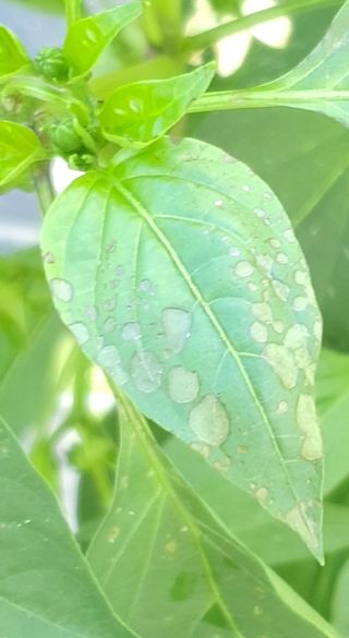 이상협님의 고추 · 병해충상담 작성글 사진