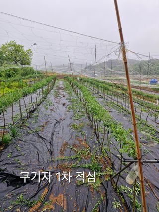 갈산구기자님의 기타작물 · 영농일지 작성글 사진