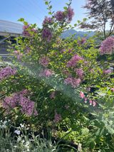 팜모닝 기타작물·영농일지 게시글 이미지