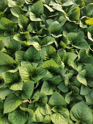 농민님의 자유주제 · 자유게시판 작성글 사진