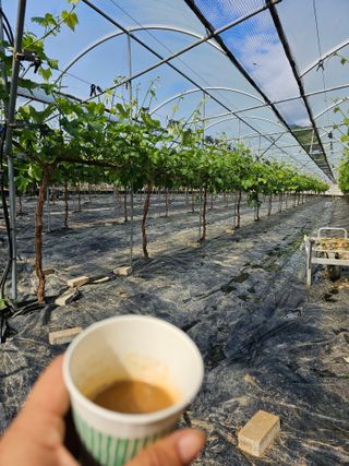박종숙님의 포도 · 영농일지 작성글 사진