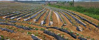 햇살처럼영농조합님의 자유주제 · 사진전 작성글 사진