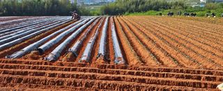 햇살처럼영농조합님의 자유주제 · 사진전 작성글 사진