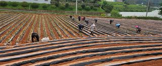 햇살처럼영농조합님의 자유주제 · 사진전 작성글 사진