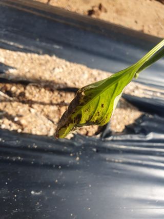 박형규님의 고추 · 병해충상담 작성글 사진