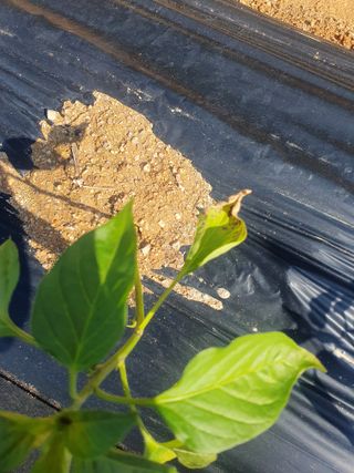 박형규님의 고추 · 병해충상담 작성글 사진