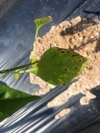 박형규님의 고추 · 병해충상담 작성글 사진