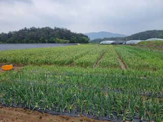 정영기대산축산농부♡님의 자유주제 · 자유게시판 작성글 사진