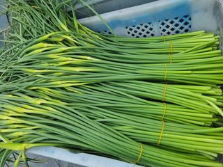정영기대산축산농부♡님의 자유주제 · 자유게시판 작성글 사진